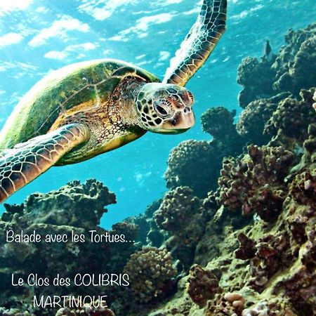 Lodge Pamplemousse Avec Piscine Privative , Dans Parc Calme A 500 M Plage Le Carbet Ngoại thất bức ảnh