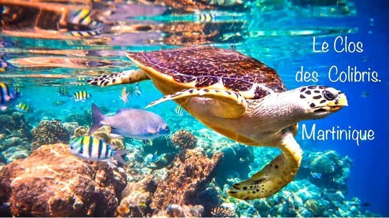 Lodge Pamplemousse Avec Piscine Privative , Dans Parc Calme A 500 M Plage Le Carbet Ngoại thất bức ảnh